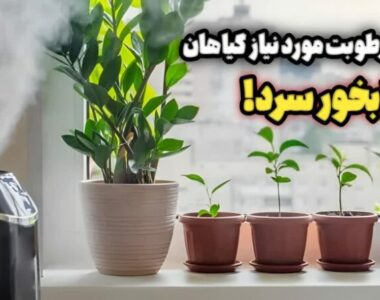 طرز صحیح استفاده از بخور سرد برای گیاهان!!